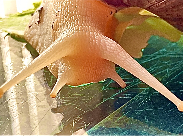 The Snail by Ivarna Thompson #alevelphotography