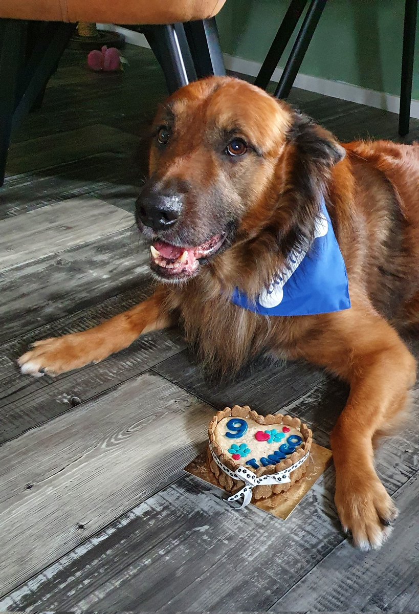 Deze lieve knappe puppy is jarig vandaag! 
#9jarigepuppy #happybirthday #hondentaart @doggi