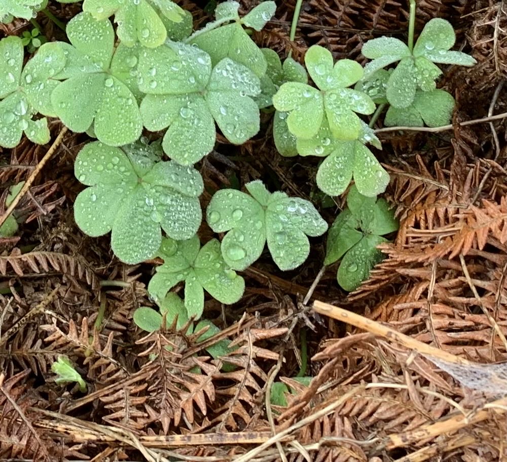guernseygirl6's tweet photo. Clover after the rain #lookingforluck https://t.co/B8oNBVTYqW