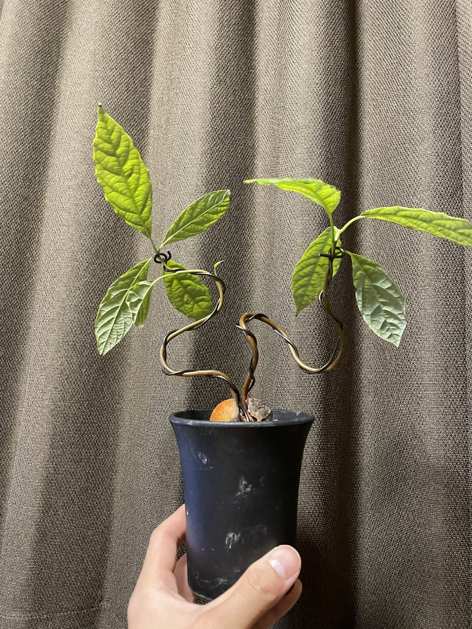 モスの助 アボカド もう一つ持っている鉢も針金をかけました 垂直に長く伸びるので どうしてもクネクネして前衛的な盆栽になりがちです 懐芽が出てくるように 撮影後は先端をグイッと下げました 盆栽 アボカド アボカド盆栽 T Co