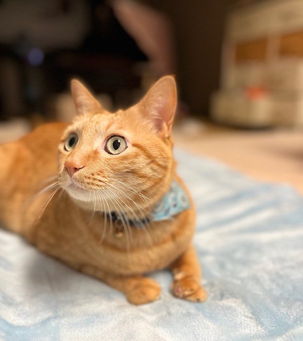 Twitterのコスプレ画像29