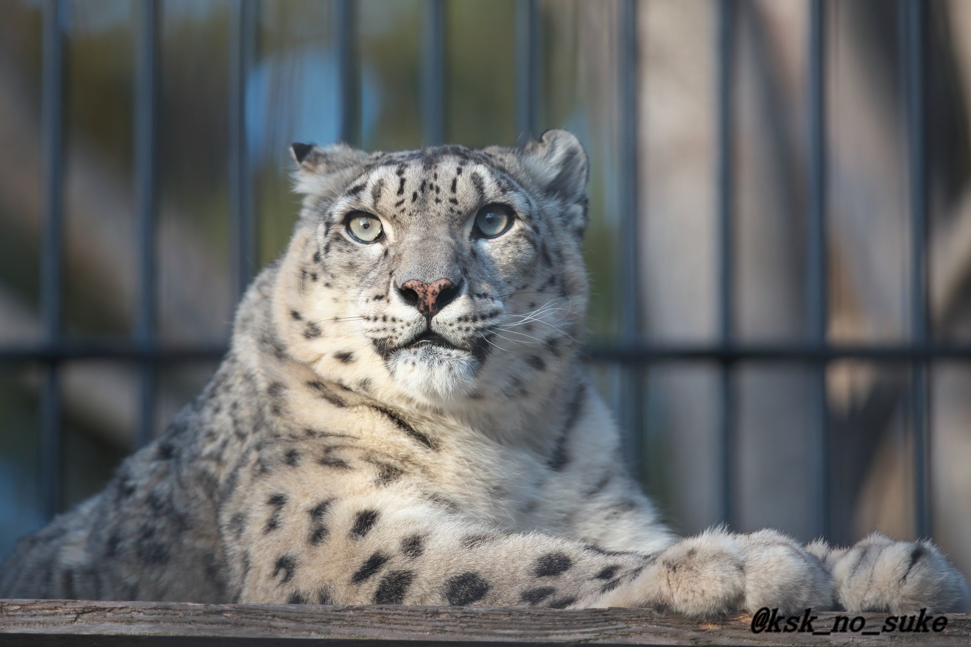 Eveの家 Sirius K3 Twitter