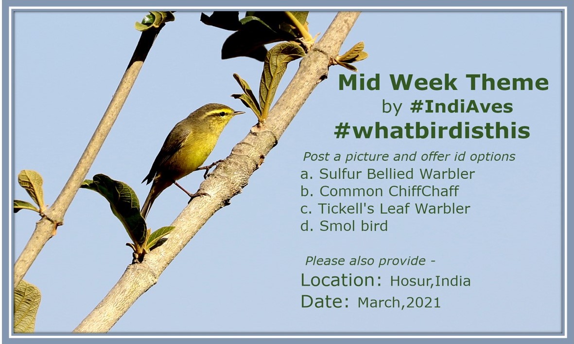 IndiAves's tweet photo. We know that most birders struggle with bird identification. We thought, why not ask the tribe? 
A new theme for Wednesday and Thursday. Follow us, post &amp; tag #whatbirdisthis and #IndiAves .
(Do try and answer the question in the poster as well.) https://t.co/3ZFrRJwaWB