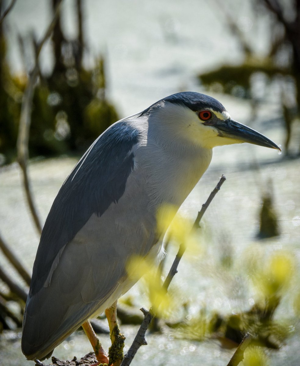 thegreenheron's tweet photo. 104/365
The Daily #Heron https://t.co/Zb6Aje19gQ