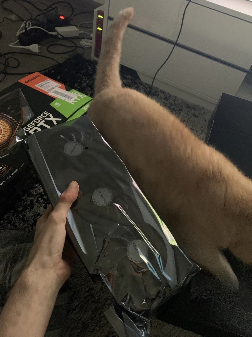 aorus_es's tweet photo. La nueva unidad para medir la longitud de una tarjeta gráfica es 1 gato😸

#Aorus #RTXON #Gatos https://t.co/MvLG8iWkNM