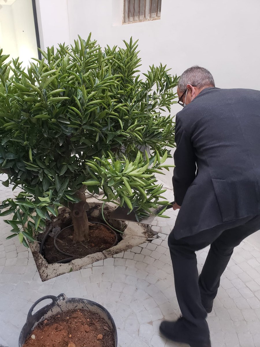 Plantado el limonero en el patio de la casa de Anita. Próximo centro de interpretación de #RoquetasdeMar
