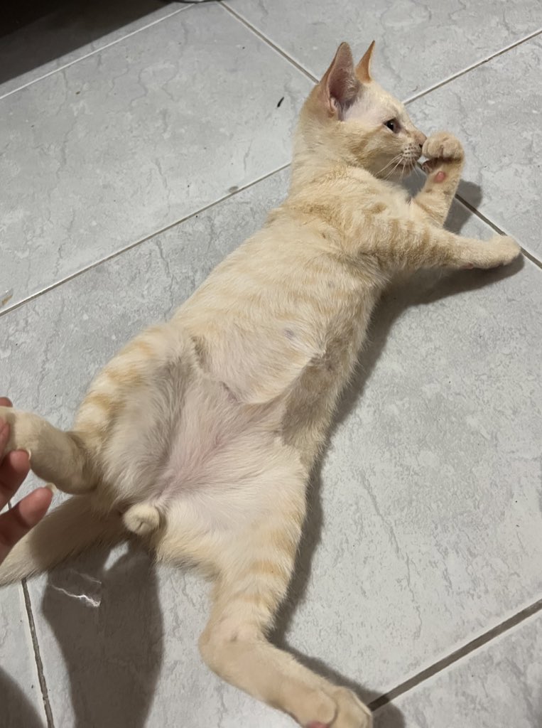 อดีตแมวนน.ต่ำกว่าเกณฑ์...