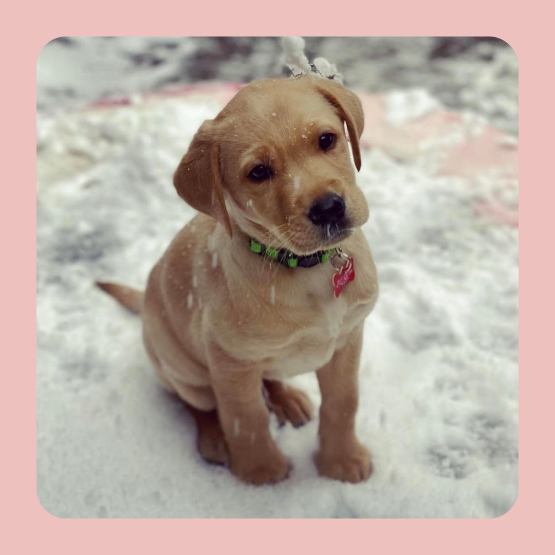 kent_pets's tweet photo. Thanks to @thesagasofsolo for sharing this lovely photo! 
Tag us or share your pics to #kentpets 
 #kent #kentpets #pets #petoftheday
 #petlovers #happypet #dogoftoday #dog
#kentonline https://t.co/7KO8kSxhdI