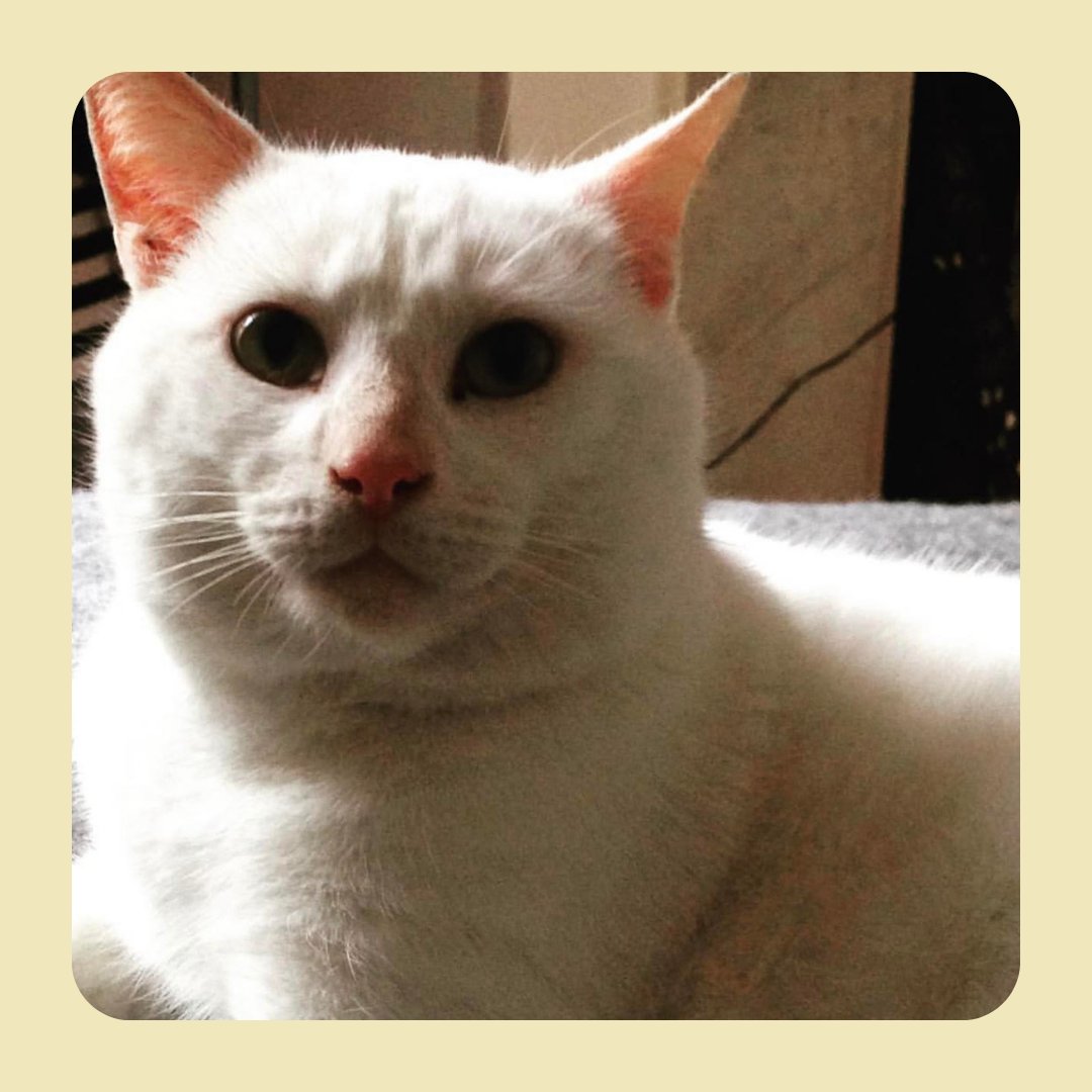 kent_pets's tweet photo. Thanks to @catsofmargate for sharing this lovely photo! 
Tag us or share your pics to #kentpets 
 #kent #kentpets #pets #petoftheday
 #petlovers #happypet #catoftoday #cat
#kentonline https://t.co/Djg2ARDjsj