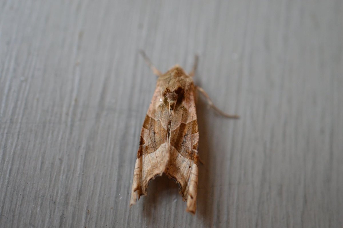 Callestick - First little arrival of immigrant moths last night with Pearly Underwing, Angleshades and Rusty-dot Pearl. ⁦@MigrantMothUK⁩