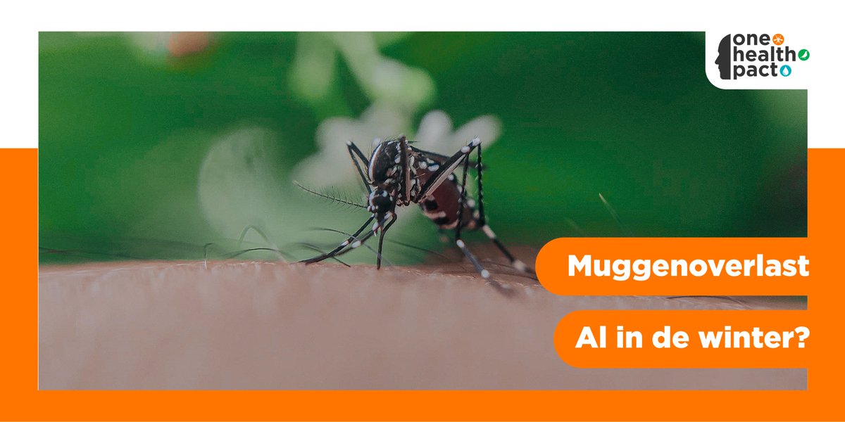 OneHealthPact's tweet photo. Door de zachte winter zijn er nu al steekmuggen actief in Nederland. Dat blijkt uit meldingen op https://t.co/OsnuDI2XbX Kans dat het #westnijlvirus zich hier nestelt? Lees het artikel hier: https://t.co/85jLRcOHRV  #onehealthpact #biology #OHPACT #mosquitos #onehealth #muggen https://t.co/LlLnPymx8H