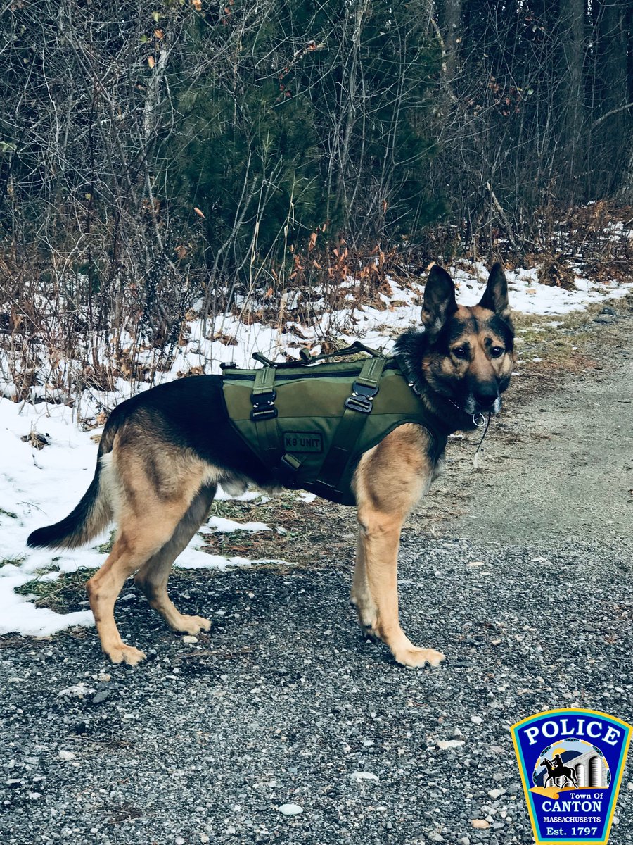 CantonMAPolice's tweet photo. Recently, Canton Police K9 Riggs was outfitted for a ballistic vest courtesy of the @MassVestADog organization. Their generosity provides a lifetime of safety for K9s. Thank you for keeping our partner safe, as he is routinely placed into dangerous situations! #K9 #riggs https://t.co/sgObRoQvAo