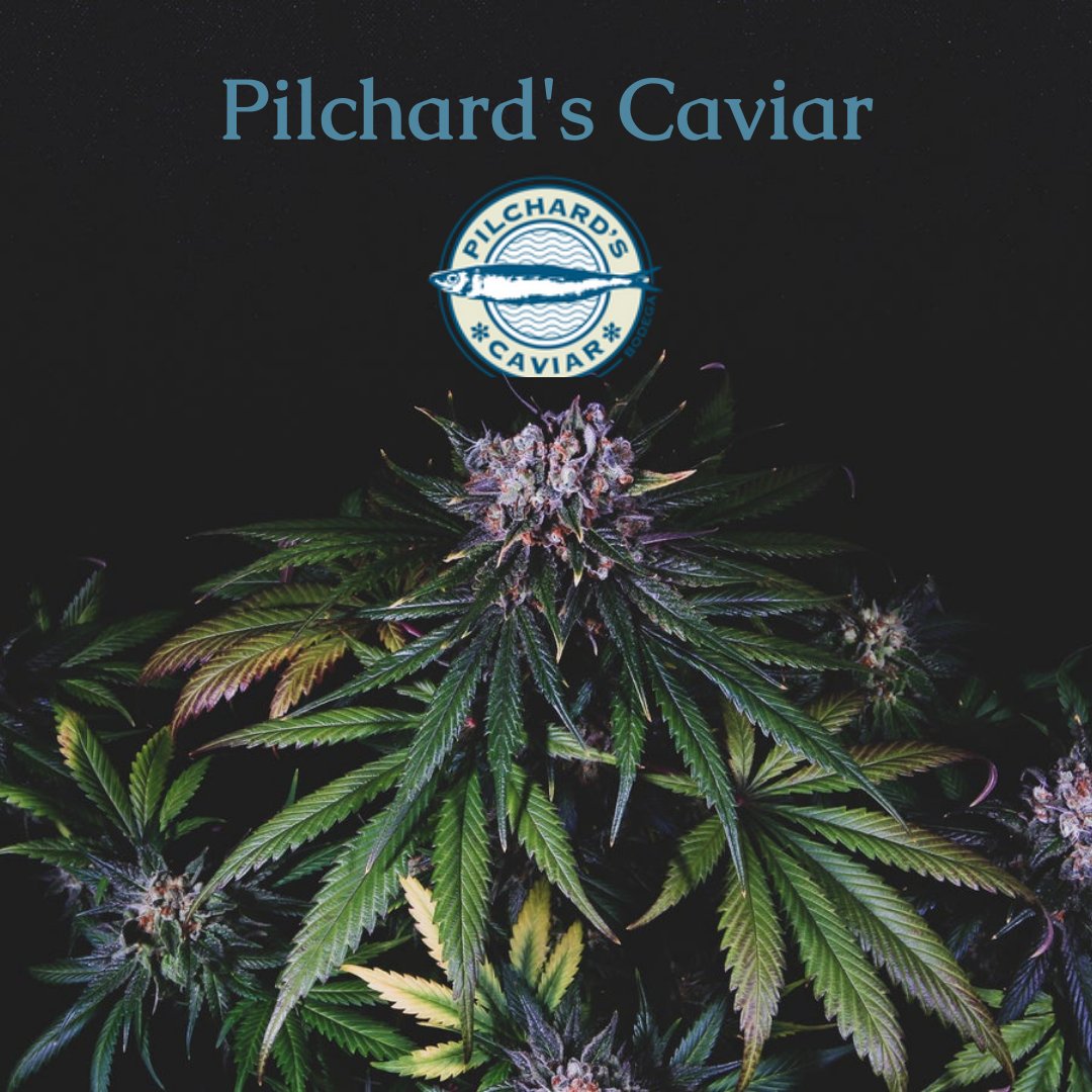 4elementsseeds's tweet image. The spanish seedbank @Pilchardscaviar  is already added to our menu! #cannabis #cannabiscommunity #cannabisstrains #cannabisseeds #seeds #feminized #feminized_seeds #cannabis_genetics #sativa #indica #terpenes #four_elements_seeds #seedbank #σπόροι_κάναβης #Greece