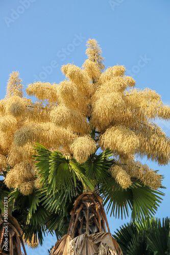 Palmeras de ceilan o Palmira. Está floreciendo en el Jardín Botánico de Caracas. La sembró un suizo que vino a querer este país. Florece cada 30 o 35 años y se muere.