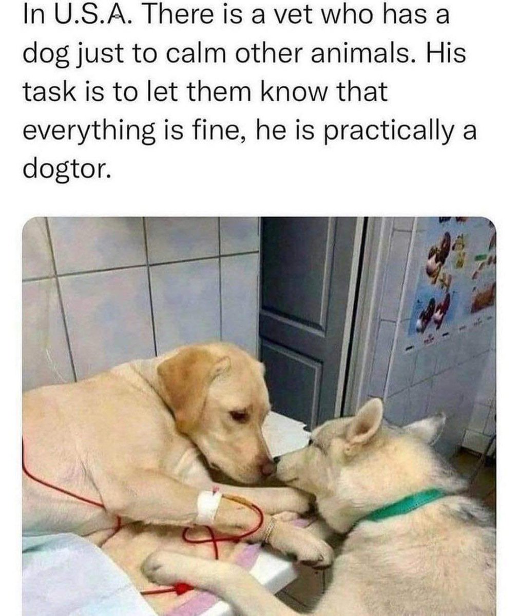 We don’t deserve dogs