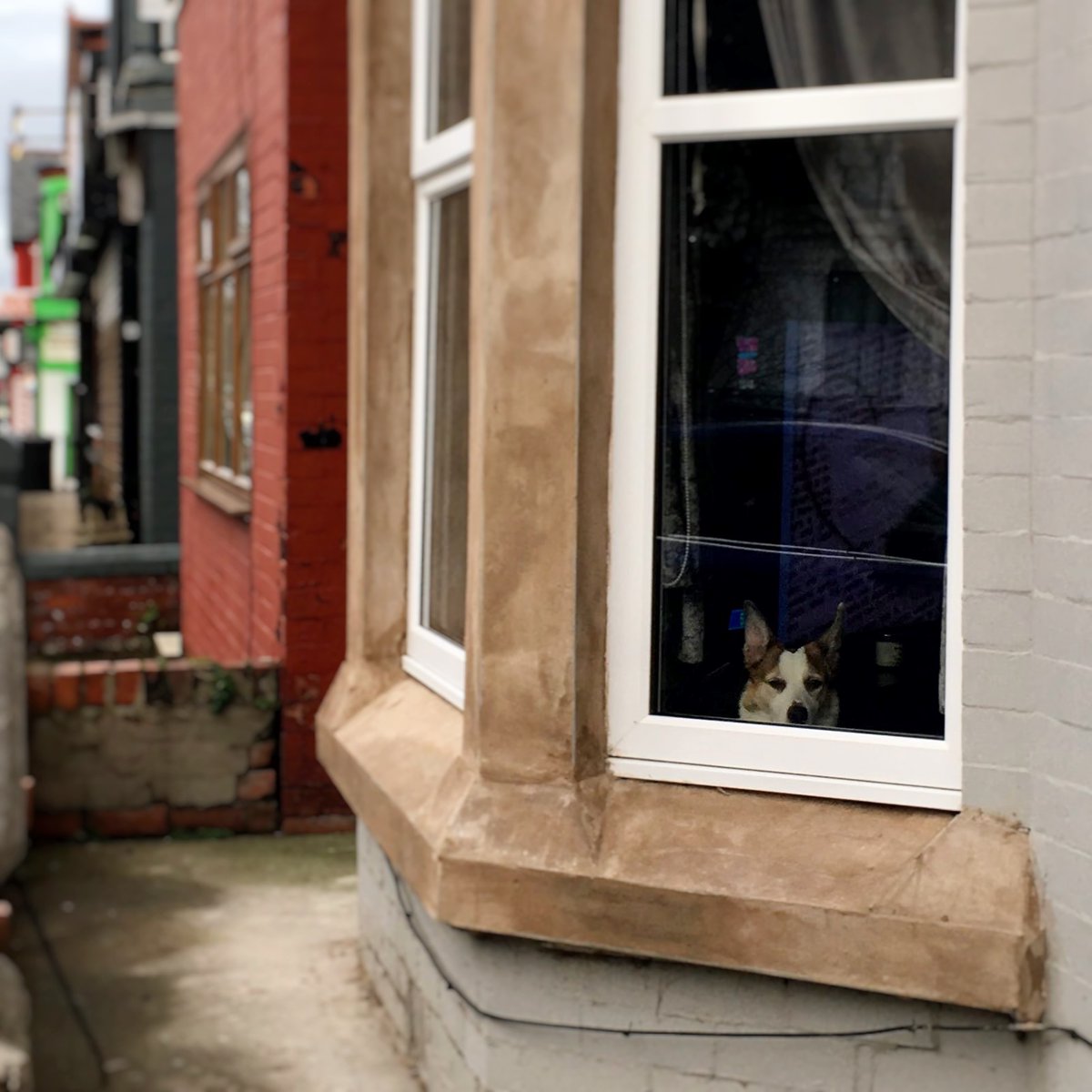 LaikaMuttnik's tweet image. The cute window dog kept staring at me as I was passing by his house🐶💞☺️

お宅の前を通り過ぎる間かわいい窓犬さんにずっと見つめられた♪(*´∀｀*)

#windowdog #dogsoftwitter #dogstagram #窓犬 #わんすたぐらむ