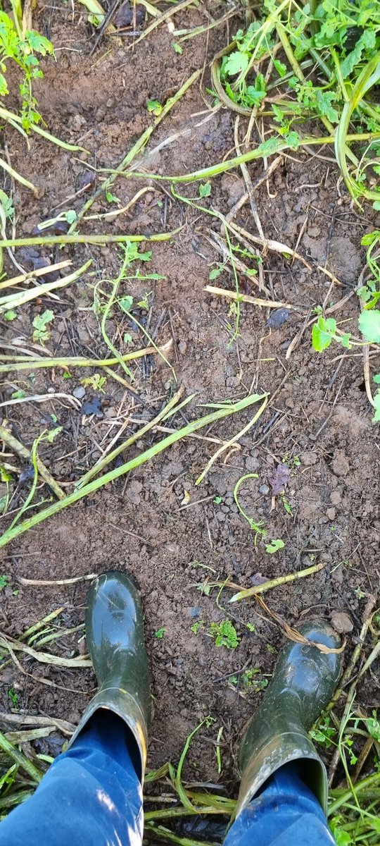 Weed suppression is one of the many cover crop function's. Indicated here by a miss with the drill, where the chickweed has taken over in the miss. Healthy soil been conditioned for direct drilled maize in early May. <a href="/DLF_IRL/">DLF Seeds IRL</a> #regenerativeagriculture #agriculture #soil