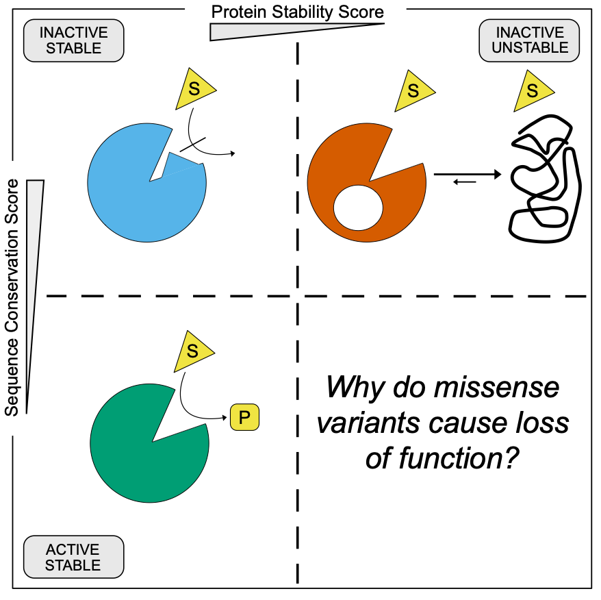 LindorffLarsen's tweet photo. Happy to share that @magnushoie's paper on

Predicting and interpreting large-scale mutagenesis data using analyses of protein stability and conservation

is now out in @CellReports 🎉🎉🎉 https://t.co/YbVS95QCJw
1/6 https://t.co/JxSeo5NCes