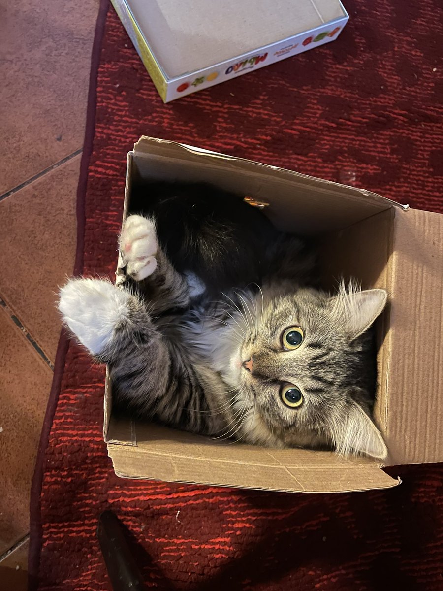 YarcheLeta's tweet photo. just a cat in a box #cat #animals https://t.co/ek5z2Hxam3