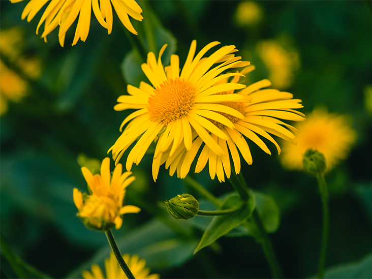 CustomHerbals's tweet photo. CommuniTEA ED: Arnica montana, Arnica
Arnica is a vulnerary and  anti-inflammatory. Due to the potential for toxicity arnica should only be used topically. 
#tea #communiTea #denvercolorado #herbalhoney #health #inmycup #herbaltea #tisane #steeplifer  #teablogger #Godfirst https://t.co/zhAKN2Ntso