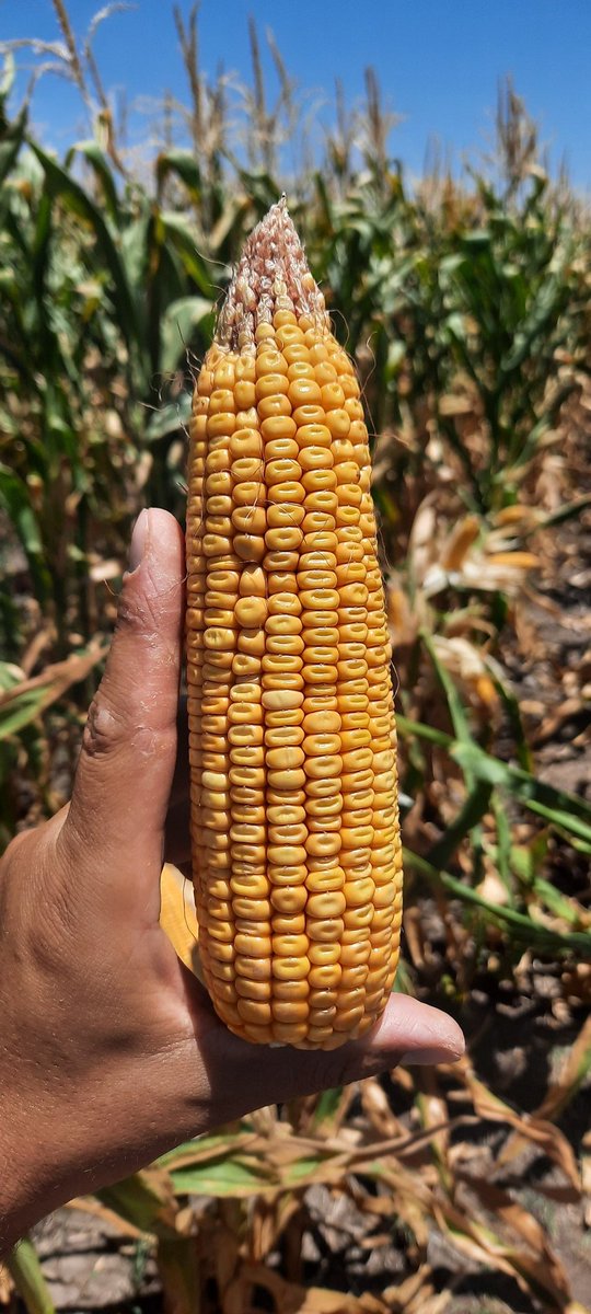 Sudeste entrerriano, aguantando por segundo verano consecutivo una fuerte seca!!!!!
📍 Gualeguaychu 
 🌽 SRM 6620 
@LG_SEMILLAS