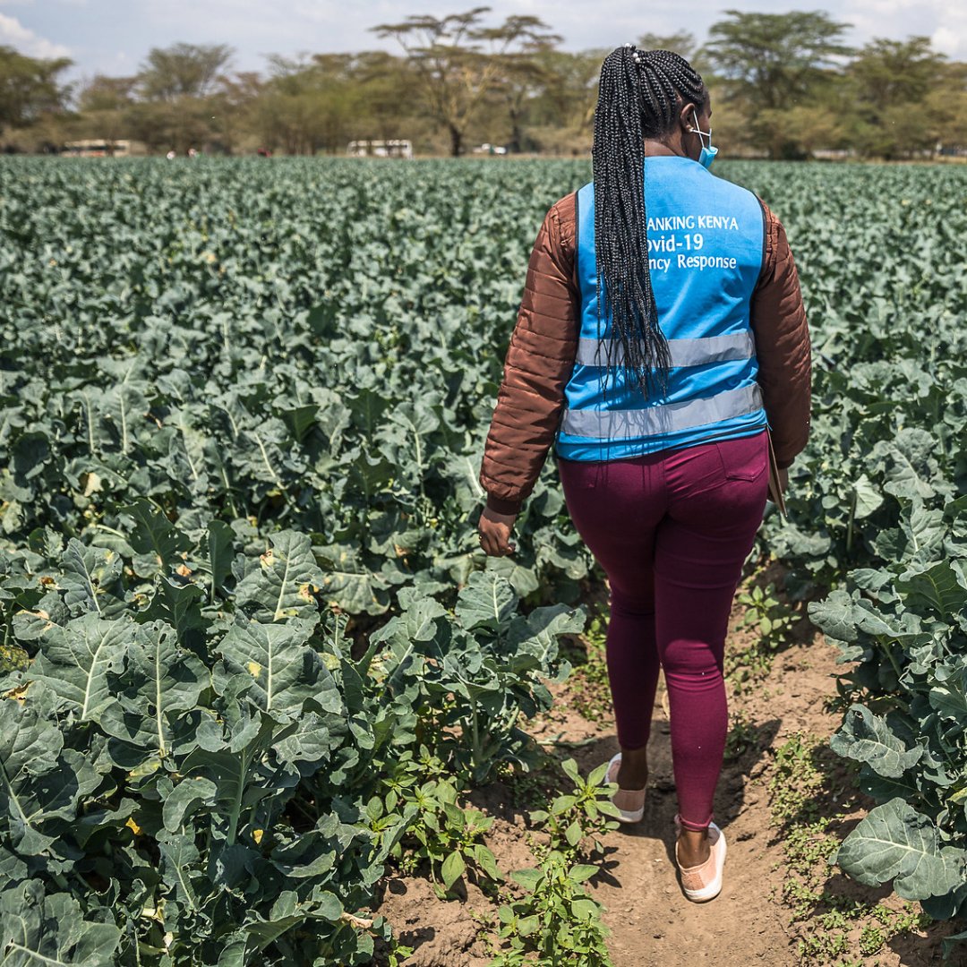 Food Banking Kenya staff walk through a field at Westrift Farm that donates food to the food bank.