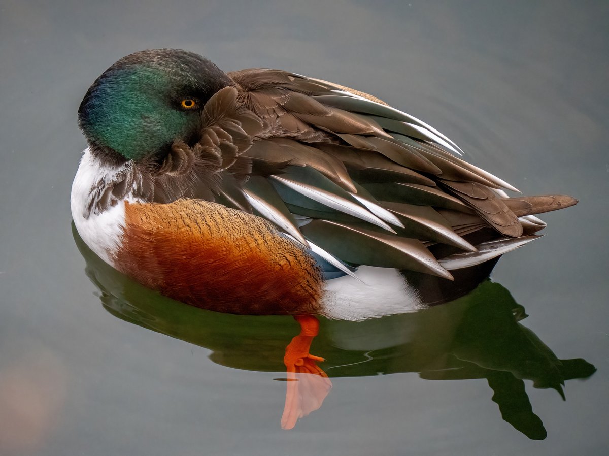 The Duck Tuck @BirdCentralPark  #northernshoveler #hoodedmerganser #centralparkreservoir #ducks