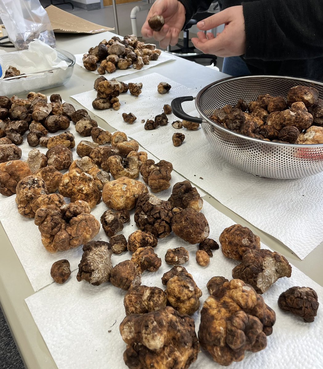 Here is part of this week’s harvest. Needless to say, our whole building smells like #truffle, and that is a beautiful thing.  #Foodie