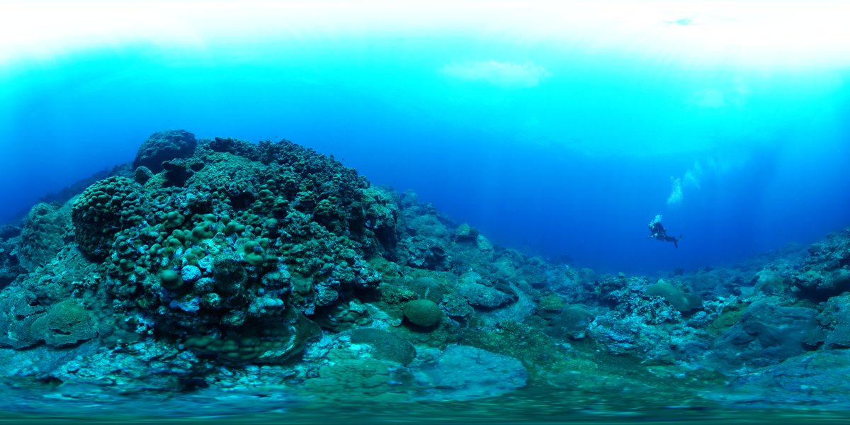 A 360-degree image of the reef with a diver hovering to the right of a large mound of coral.