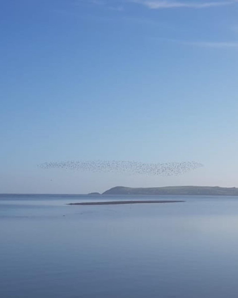 #dungarvanbay #birds #NaturePhotography