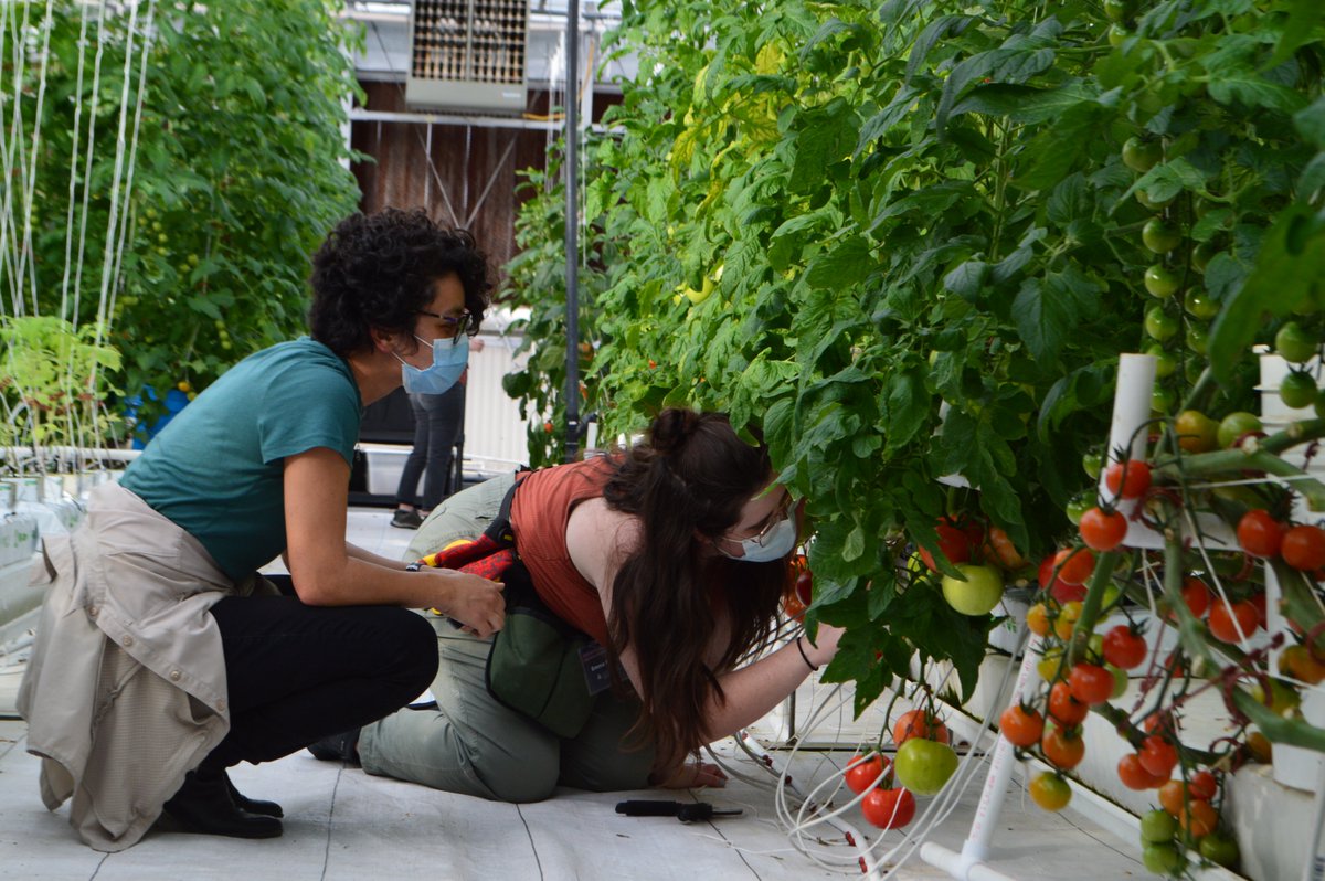 We were happy to host our Hydroponic Tomato Intensive Workshop over the weekend (with people participating both online and in-person). Check out these photo highlights captured in the teaching greenhouse with our in-person participants.
#hydroponics #tomatoes #cea