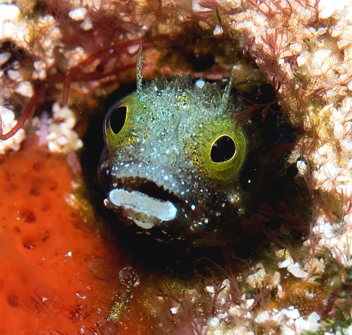 TamWMinton's tweet photo. #FISHOFTHEDAY is the #spinyheadblenny! They are so tiny you have to know where to look or you'd never see them! https://t.co/nd4bNCtpDQ #elementaryteachers #picturebook
#kidslearningfun #homeschoolcurriculum #ocean #fishnerd #stem #homeschoolmoms #marinescience @NGKids https://t.co/SQuYk6kEPy