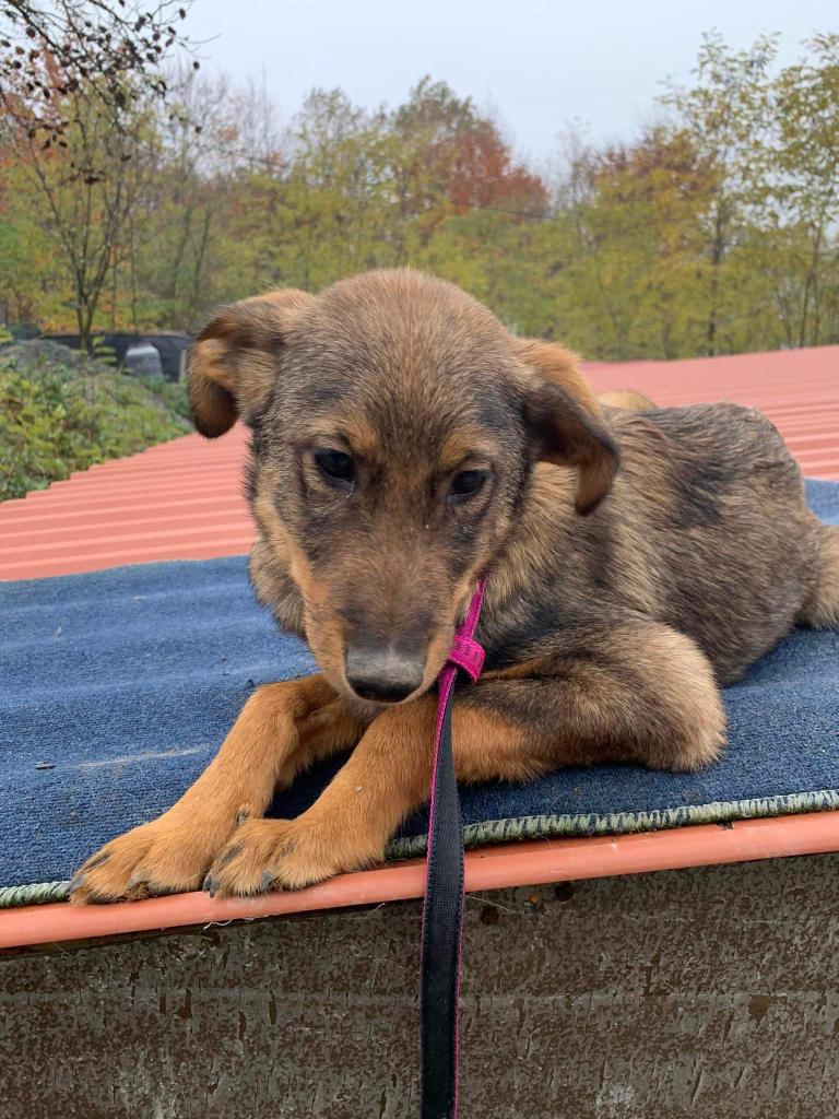 This lovely boy is Magnus.🐶 6mo Magnus was rescued from the streets &amp; is currently in Bosnia. He's a gentle, shy boy who is friendly once he gets to know you. Magnus has not met children yet but has met cats &amp; is good with them. Anyhow for this beautiful pup?💖 #puppies #dogs👇