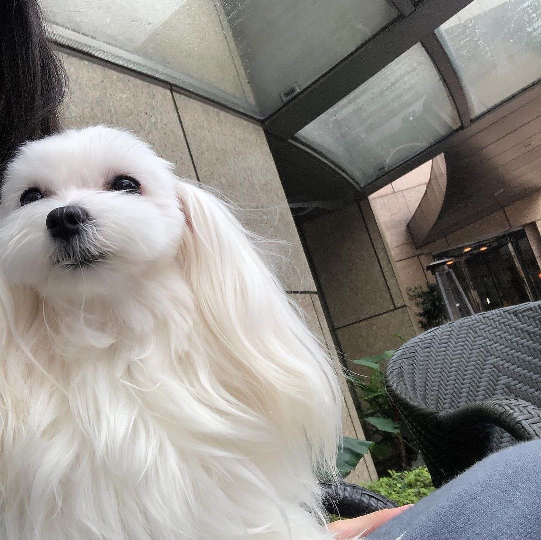 mumyeong's tweet photo. I took Ollie out for a walk early this morning. She likes the fresh air outside. https://t.co/UNN24kmUmO