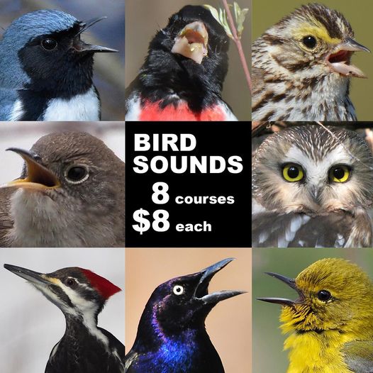 Into birding, but bird songs have you stumped? From Jan. 17-21 &amp; 24-26 you can join us at noon to learn your bird sounds. These workshops are a great way to familiarize yourself with some of the chirps, whistles, and trills you’ll hear in nature. To learn more visit our website