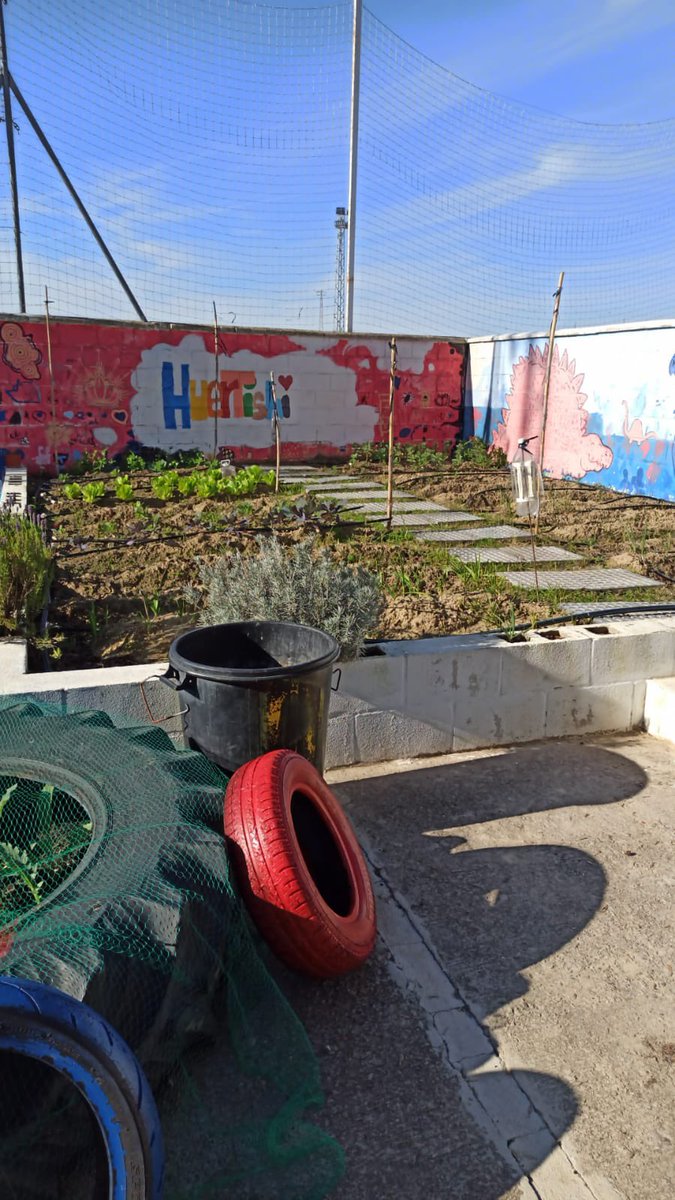 CeipNueva's tweet photo. ¡Que bonito es nuestro cole! Dónde no solo florecen niños y niñas sanos y honestos sino que la naturaleza sigue su curso y nos decora el #huertishi. Ya mismo “Semana de la lechuga” Ñam! 💚🌞🌱🥬 #movimientohuertishi @EcoescuelasAND @EducaAnd @azaruski https://t.co/T85u9lRkDI