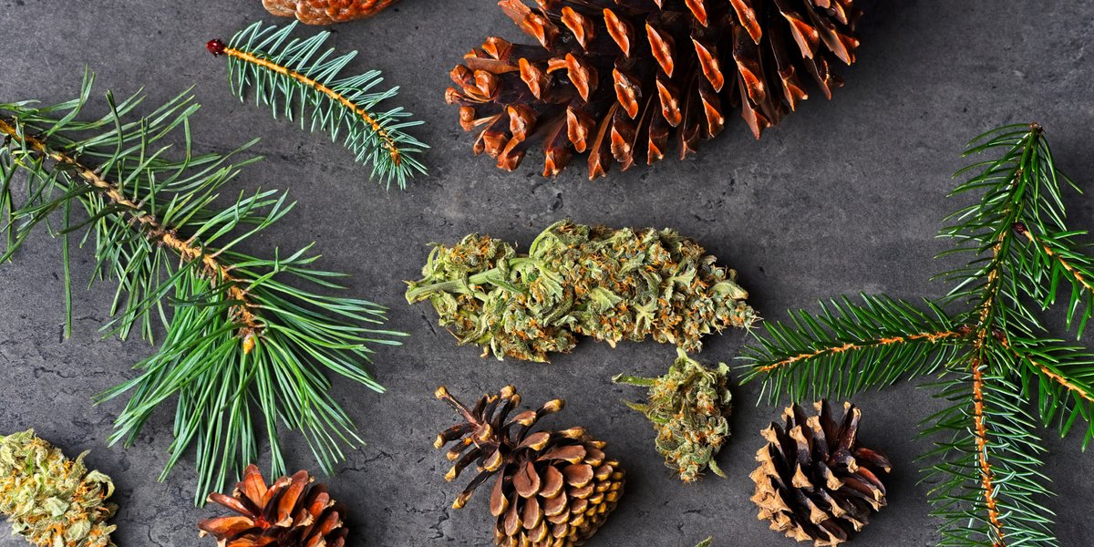 2022 is the year of the terpenes. They’re so important to your cannabis journey. Different terpenes can have an incredible interaction within your body when providing pain relief.
Read our new blog on terpenes here:
bit.ly/3HU4otH