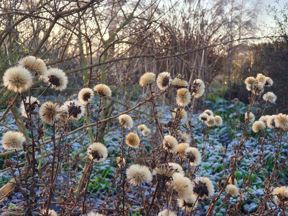 BethChattoGdns's tweet image. &apos;It is my practice not to cut down herbaceous plants too early. Some must go because otherwise they would collapse into soggy heaps, but many which retain good shape continue to add interest, especially when rimmed with hoar frost.&apos;
        ~Beth Chatto
#winterstructure #seedhead