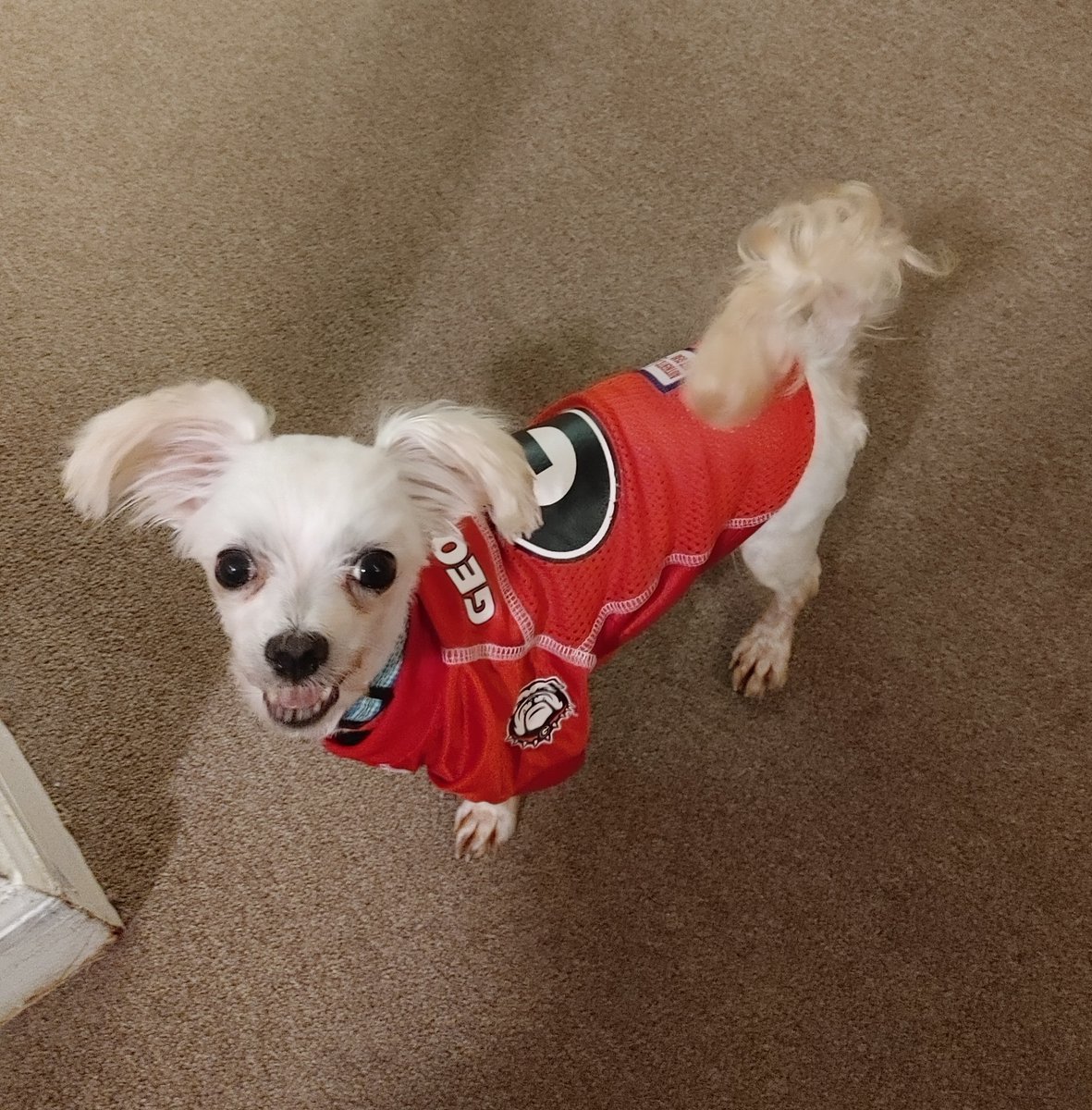 spawty's tweet photo. A tale of two. These cute pup photos certainly tell yesterday's game story. 
Gear up the pups (and kitties) at https://t.co/aReuo6NTFA. #georgiabulldogs #dawgs #uga #alabamacrimsontide #rolltide #bama #nationalchampionship #collegefootball https://t.co/gowpT1MNIn