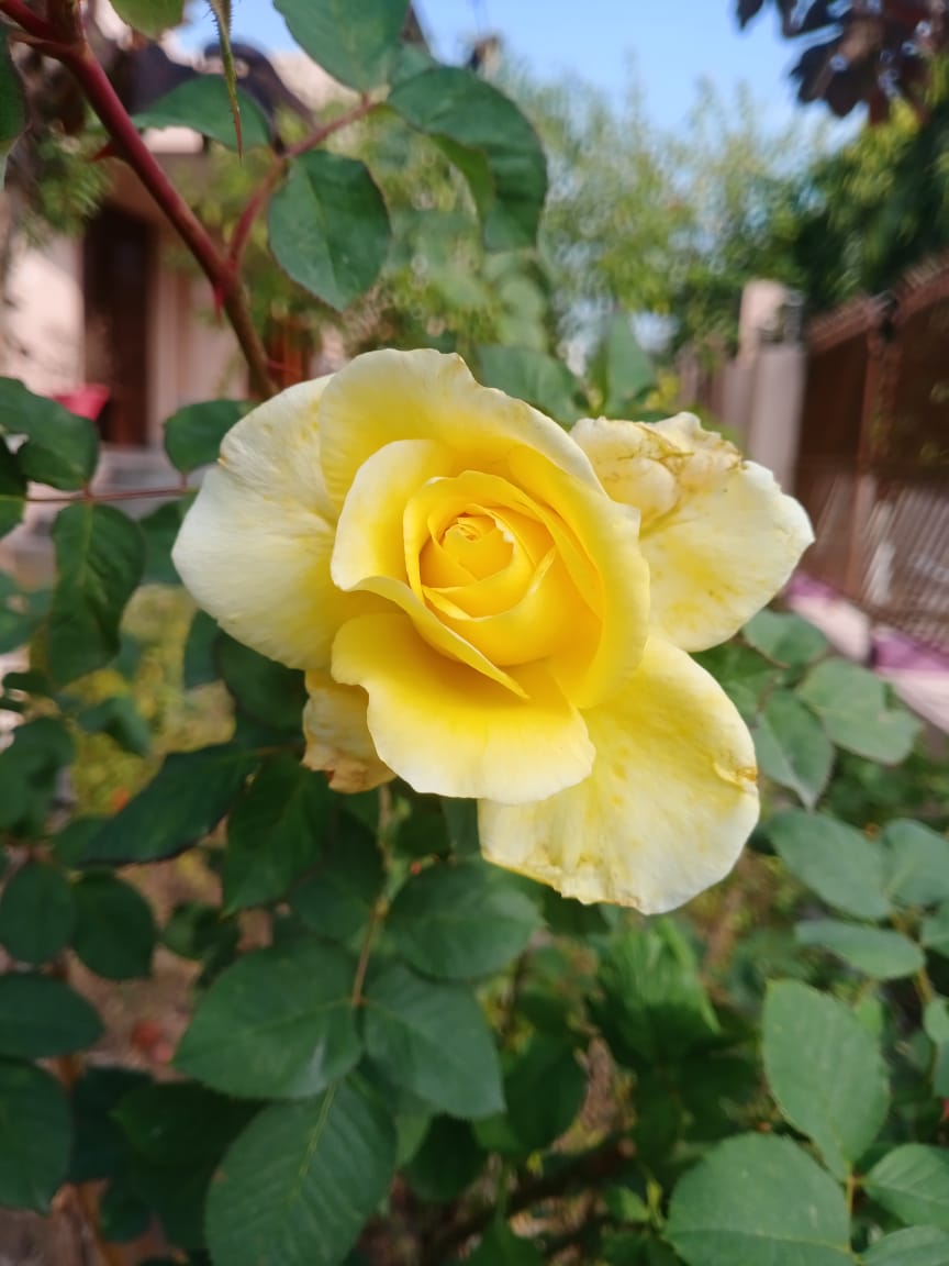 AryaVasu7's tweet photo. Today's click 🥀 https://t.co/xbGGf5GLGU