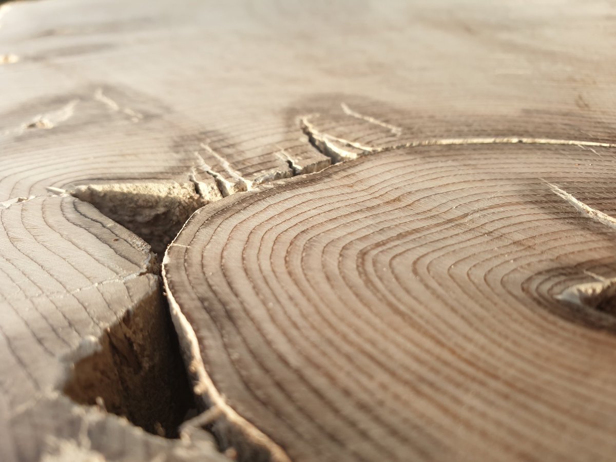 subfossilguy's tweet photo. Glacier subfossil wood magnified by sunset light... Heavily distorted rings around the pith due to burial under the ice 🤩
#JustSanded #Pinuscembra #Labwork #MerDeGlace https://t.co/OGsx5WJlla
