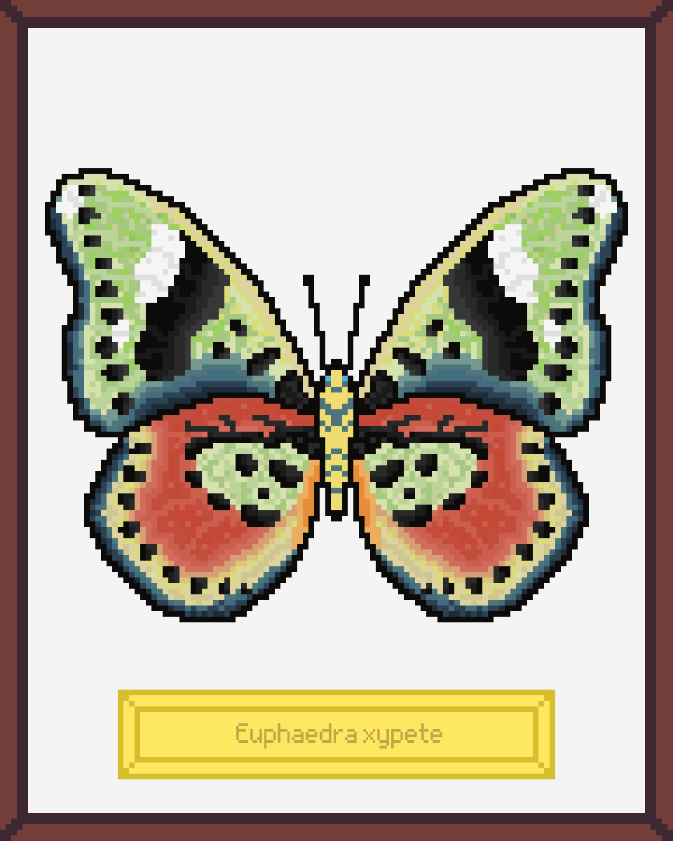 ButterfliesNFTs's tweet photo. Collecting NFT butterflies is what anyone can afford  without harming nature 🦋🦋🦋 500 handcrafted  #NFT real butterflies created in collaboration with @bit_colors

https://t.co/W7hp7i4Wxf

List of items in Discord https://t.co/FKY2xkgy3y

#NFTs #NFTCommunity #nftcollector https://t.co/XH9baJ7YxB