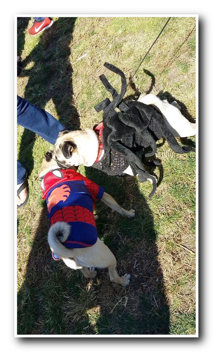 ❤ Mr Hanky met an actual SpiderPug! 🕷🐶 

👍 Credit: TheRealPugBros on Twitter