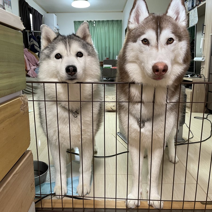 はすきぃ と ハスキー 同じ犬種でも全然違う 可愛い系と美人系 タヌキ系とキツネ系 まいどなニュース