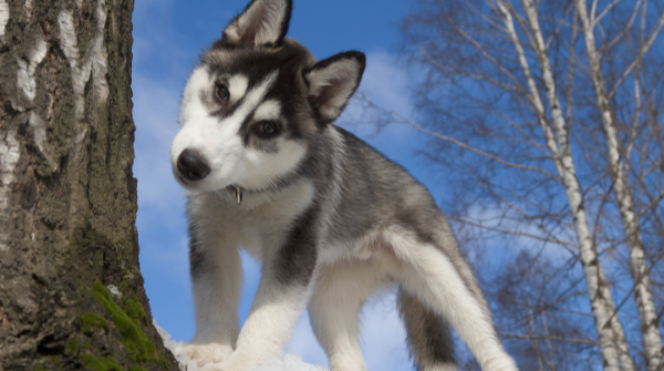 Are you keeping up? 

Here's your friendly reminder to take your teaspoon of C60 today! Let us know how you and your pooch like to add the antioxidant power of C60 to your day!

#C60PurplePower #Carbon60 #C60Pets #PetHealth #C60 #HealthyAging #CellularEnergy