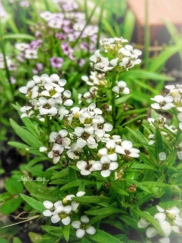 庭薺 Twitter Search Twitter