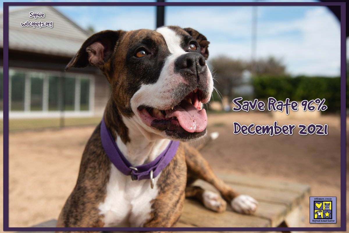 wilcopets's tweet photo. With resources stretch thin, you still stepped up to help us achieve a 96% #SaveRate in December!

Sophie sends her #thankyou to each and every one of you that adopted, fostered, volunteered, donated, and shared. https://t.co/glE7F7Bi8n