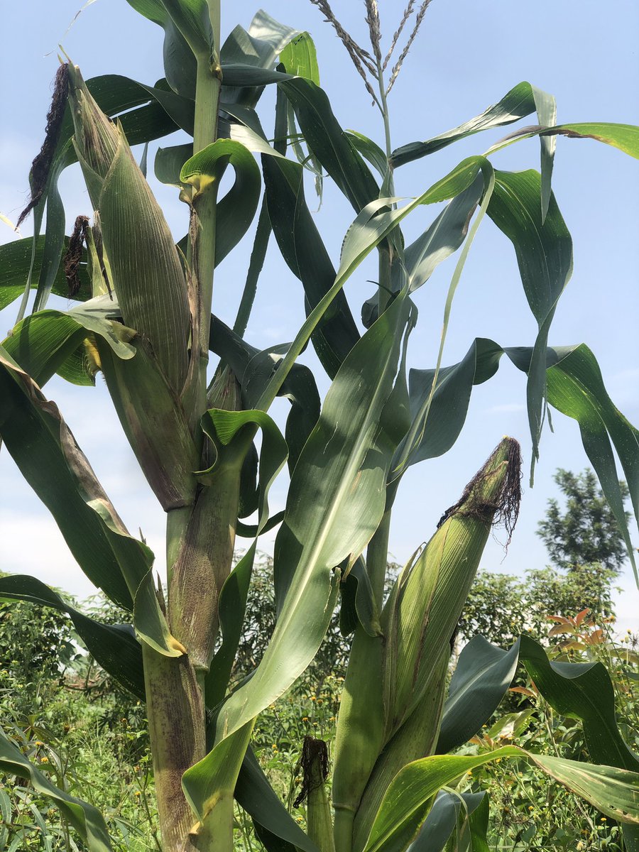 "I think we need to stop misleading people!
Get into #farming bcause you have an interest in it not just merely bcause you are unemployed. Farming is expensive bcz you need money to run evry operation!
Before it can look like the pic, a lot of money goes into it" - <a href="/jcniyomugabo/">Jean Claude NIYOMUGABO</a>