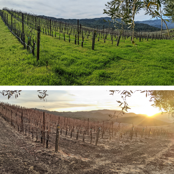 Same spot, same time of year, 2022 vs 2021, 14.21" of rain vs 1" of rain.

It's wild to look back to a year ago and remember only 1" of rain had fallen at this time. We're thankful for the conditions and the promise of the 2022 vintage.