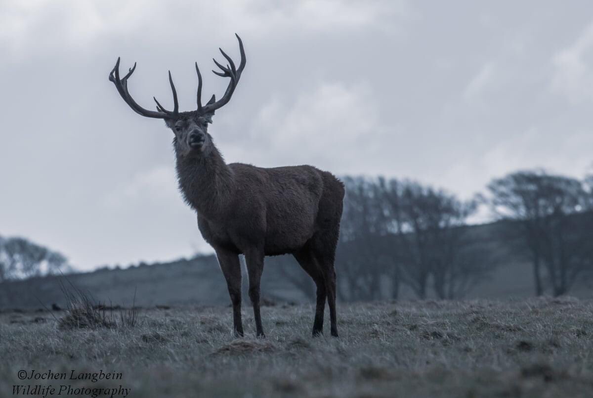 Wild Exmoor stag brightens a dull winter’s day. 
#wildlifephotography #deer #twitternaturecommunity